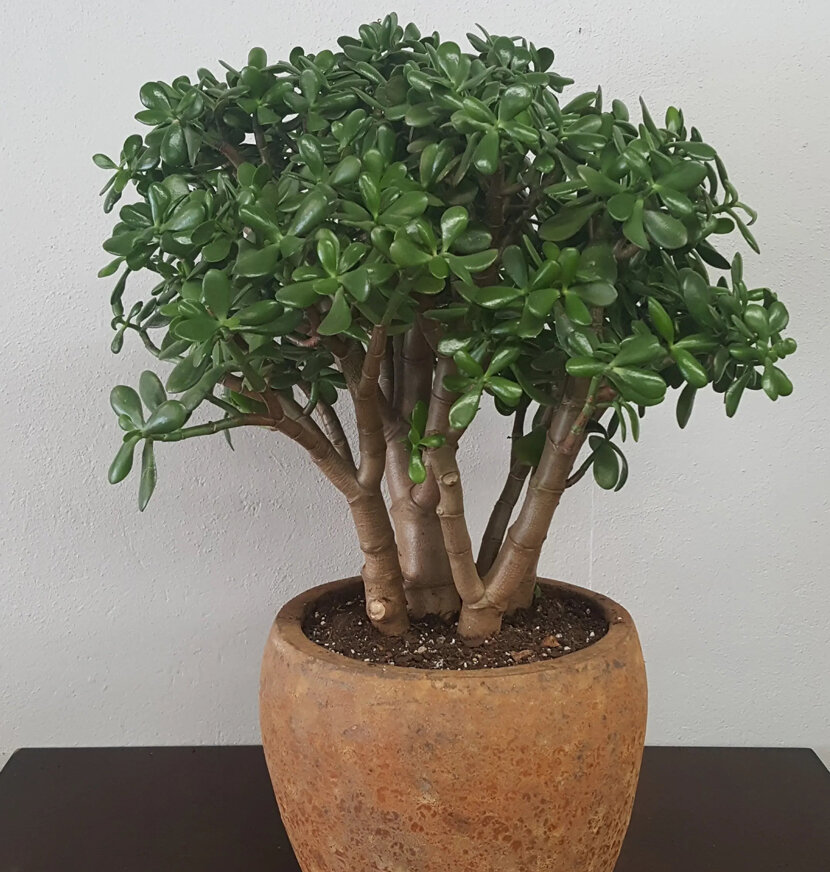 Фото толстянки.