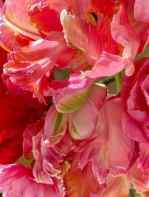 Изображение с сайта Манон Паарденкоопер paardenkooper.com