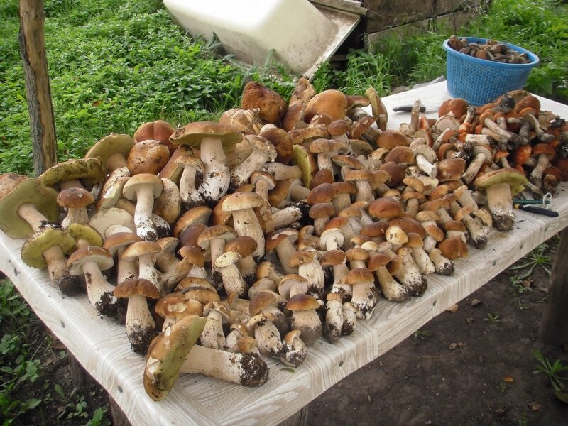 Фото из интернета, подобрала максимально похожее на Олино