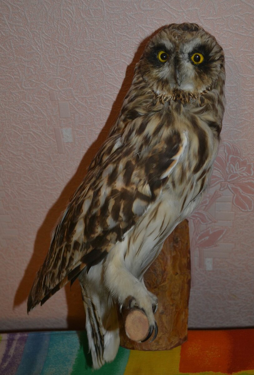 Чучело болотной совы.