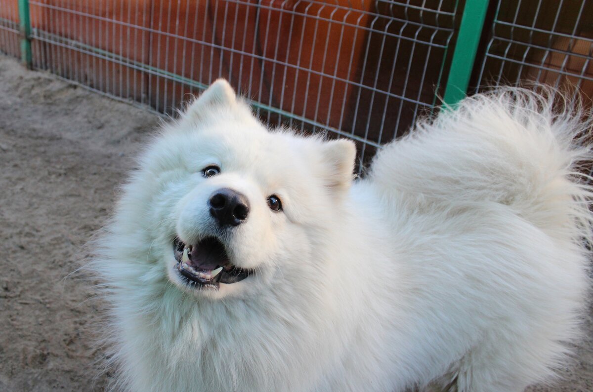 Самоедская лайка КИМ