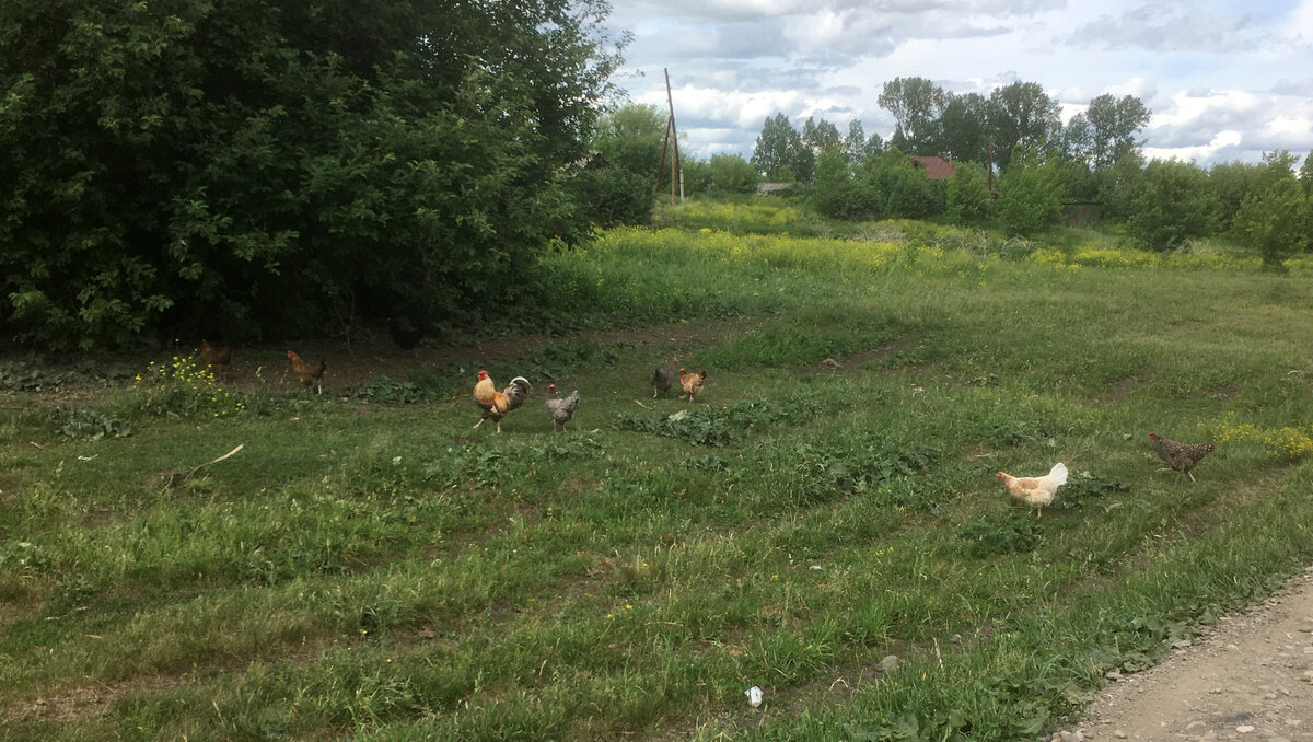 Куры в деревне на вольном выпасе