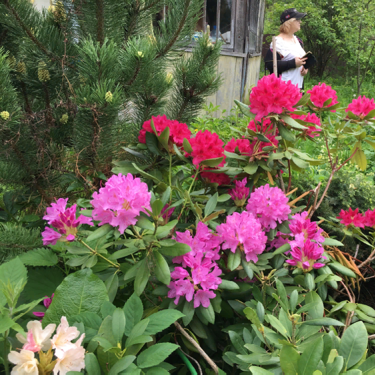 Фото автора. Рододендроны растут как сумасшедшие