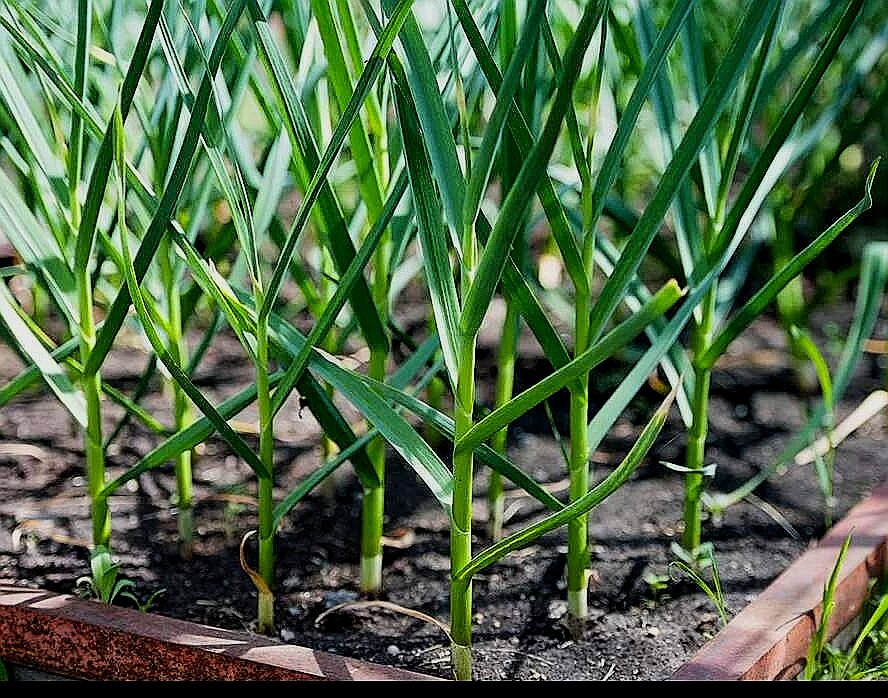 Молодой чеснок