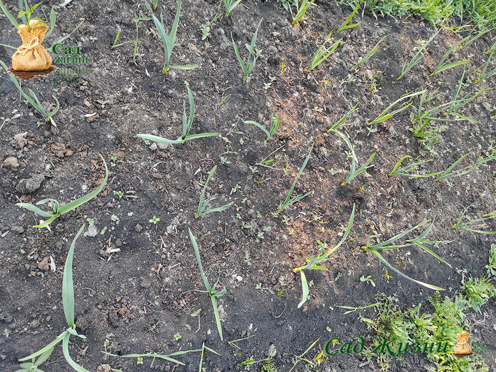 Подкормка чеснока в мае