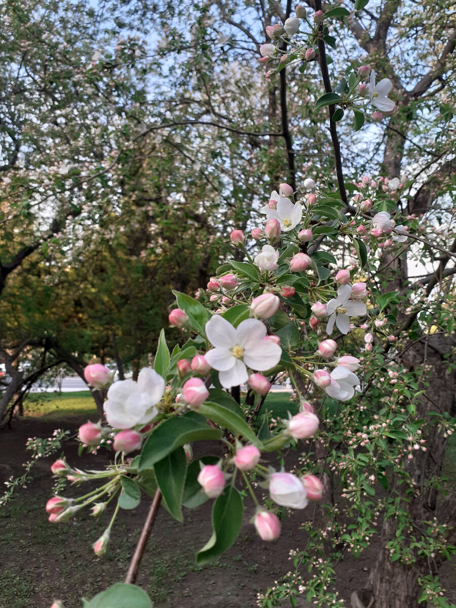 Фото автора. Май 2021г.