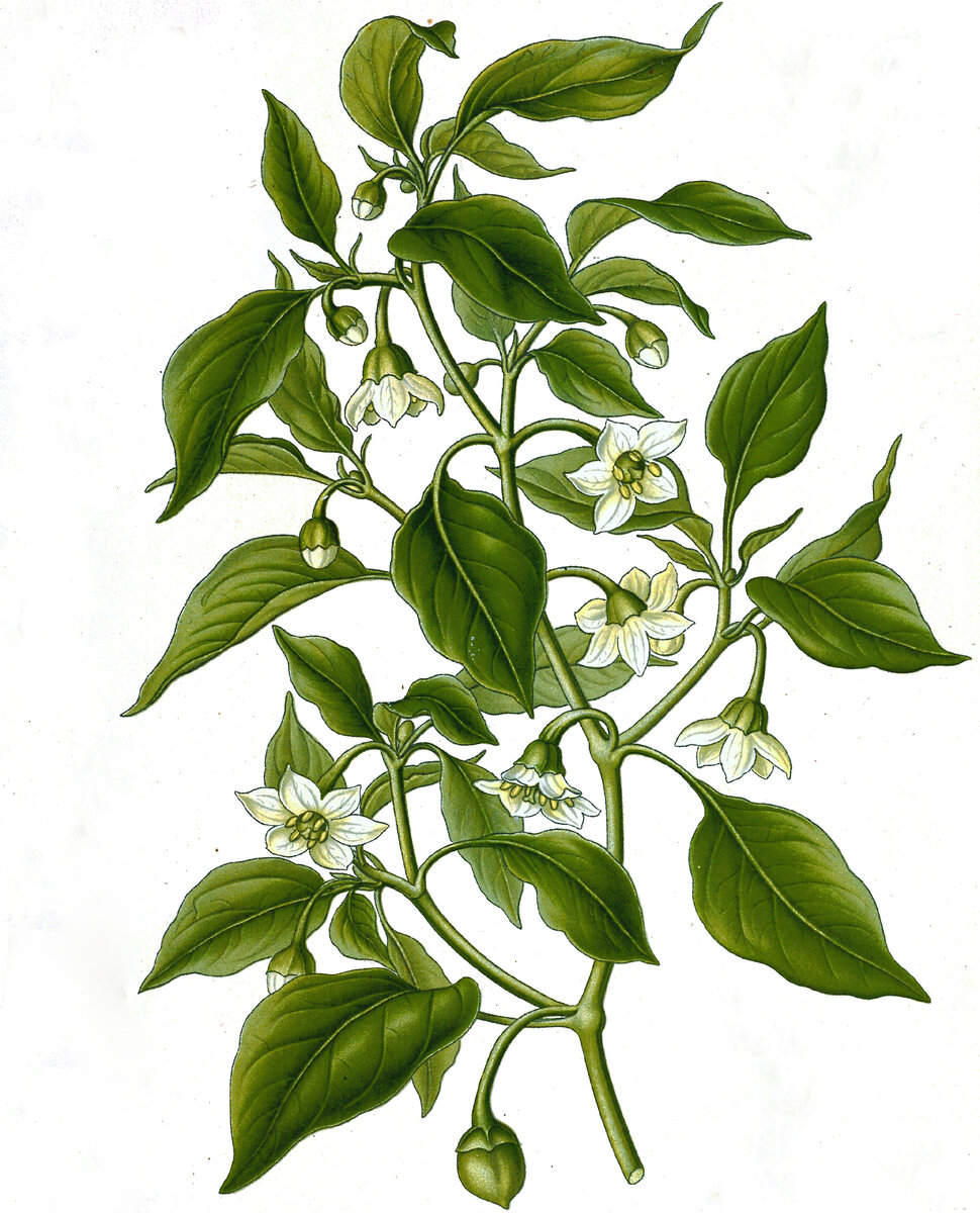 Семейство пасленовых