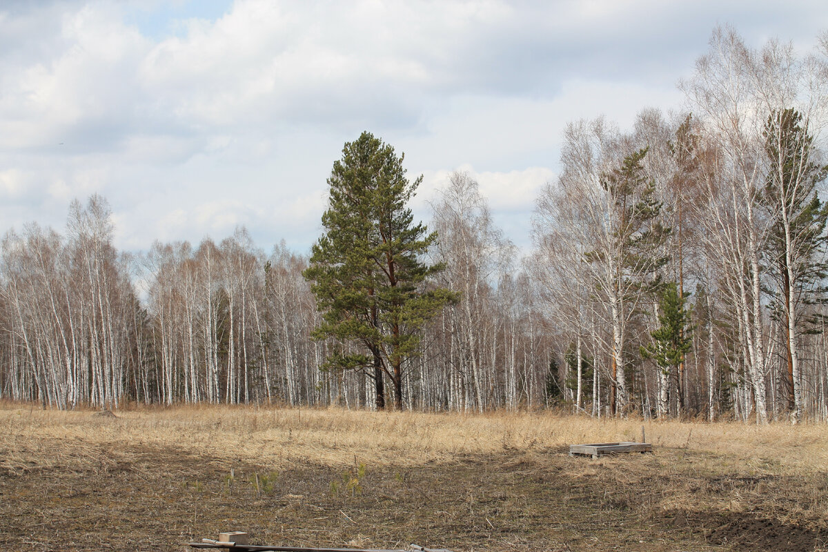 Лес в коврове. Никульский лес владимирская область. Лес в коврове. Ковров лес. Лес в коврове.