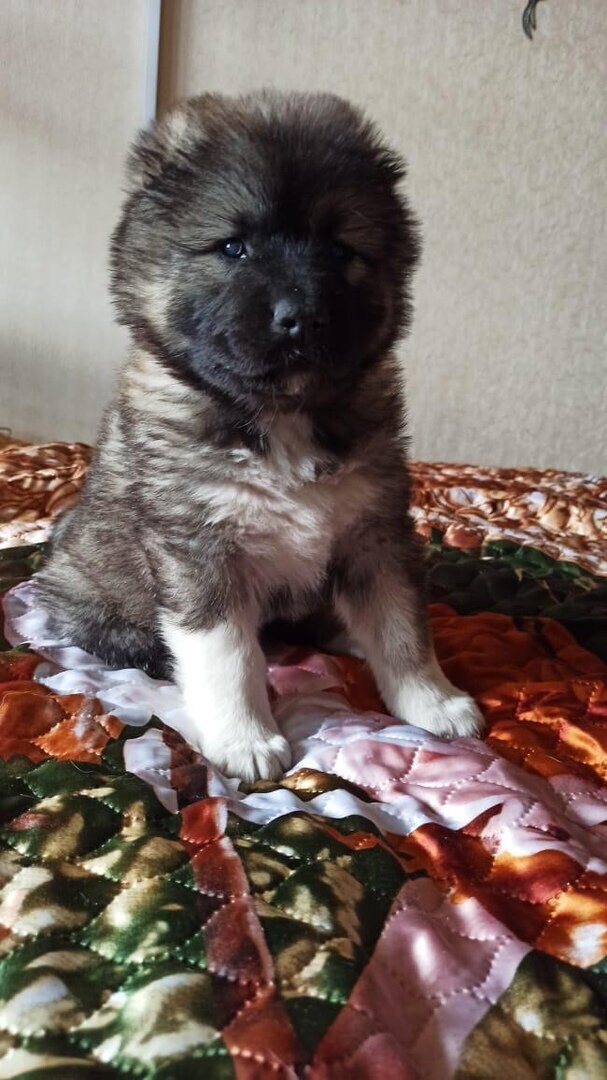 Самостоятельное воспитание кавказской овчарки: секреты успешного обучения и взаимопонимания