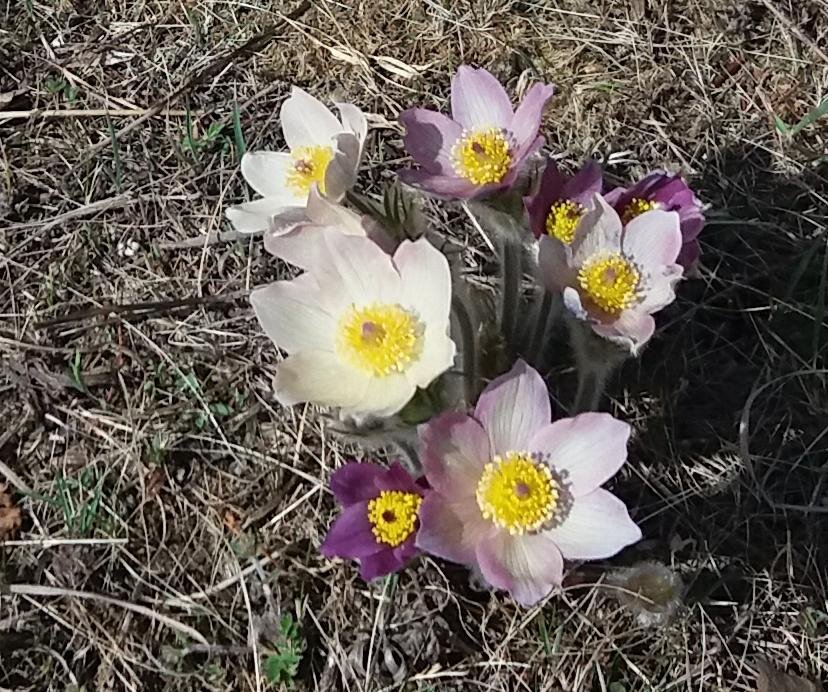 Белые, фиолетовые  вместе