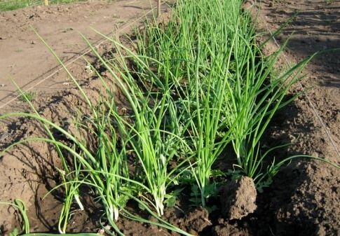 Лук-слизун: как правильно выращивать для получения супер урожая | luchistii-sudak.ru | Дзен