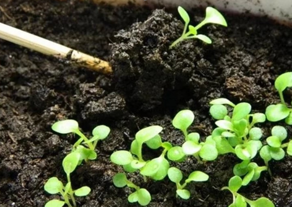 Пикировка петуньи. Фото: https://fleurlili.ru/