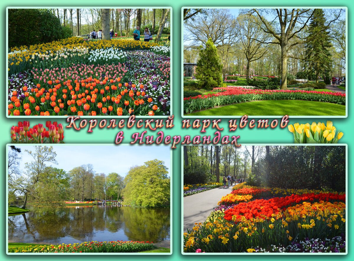 Кекенхоф ( Keukenhof ) — королевский парк цветов в Нидерландах. Также известен под названием Сад Европы (Garden of Europe).