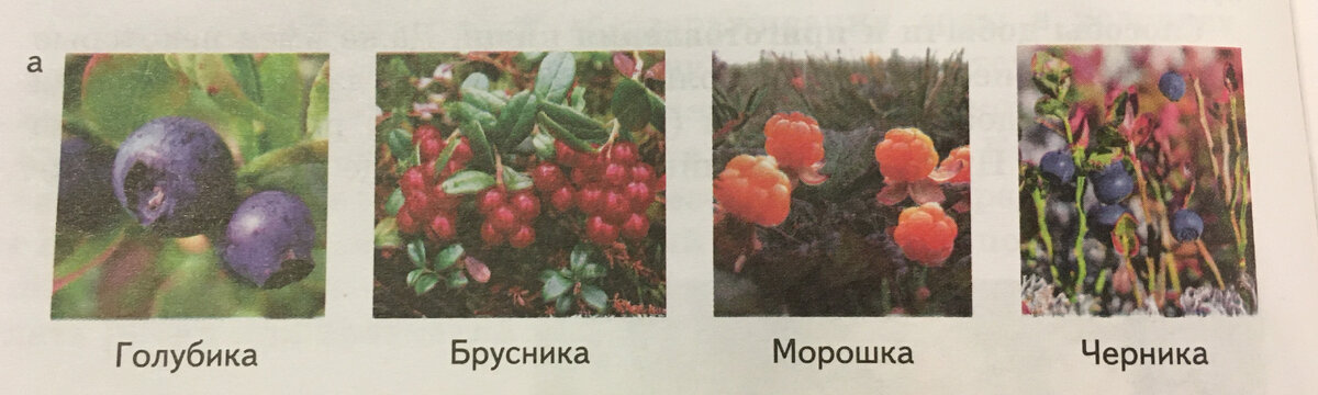 Ориентирование по ягодам