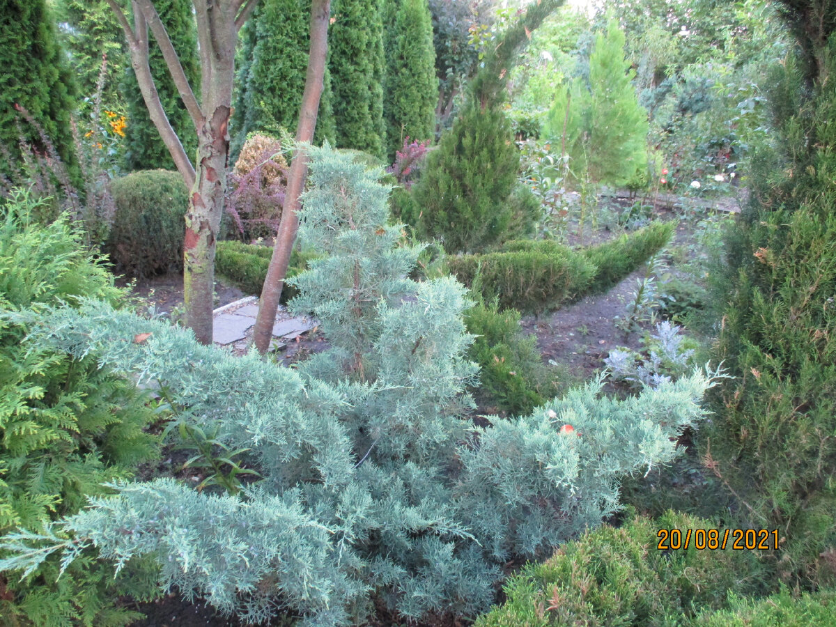 Можжевельник "Грей Оул"