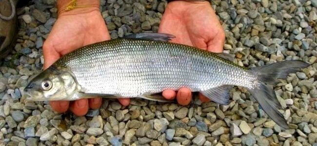  Рыба сиг фото и описание