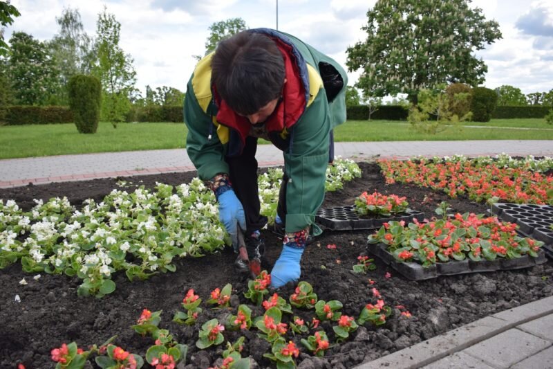 Как правильно выкопать клубни бегоний на зиму и сохранить их до весны