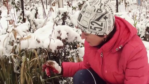 Гладиолусы из под снега. Если не успели выкопать луковицы до мороза