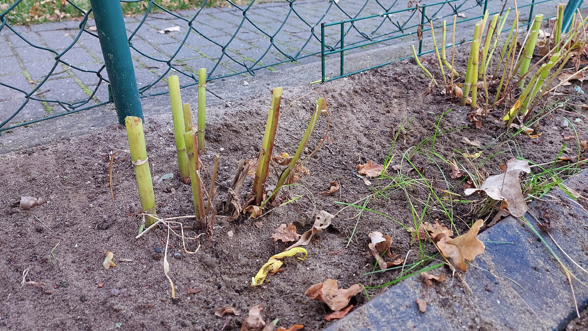 Слейте воду из полого стебля, если она там есть