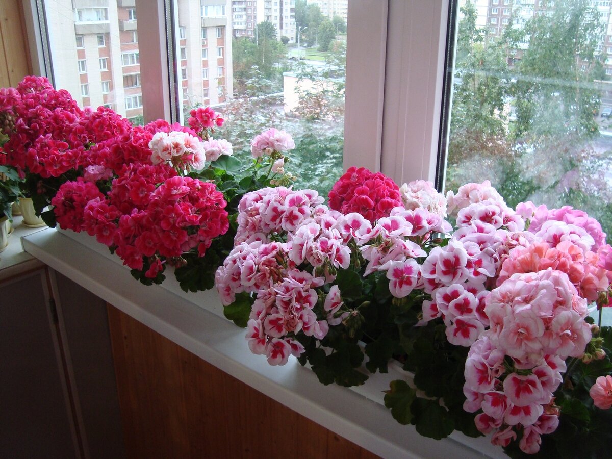 Пеларгонии. Фото Валентины Воликовой