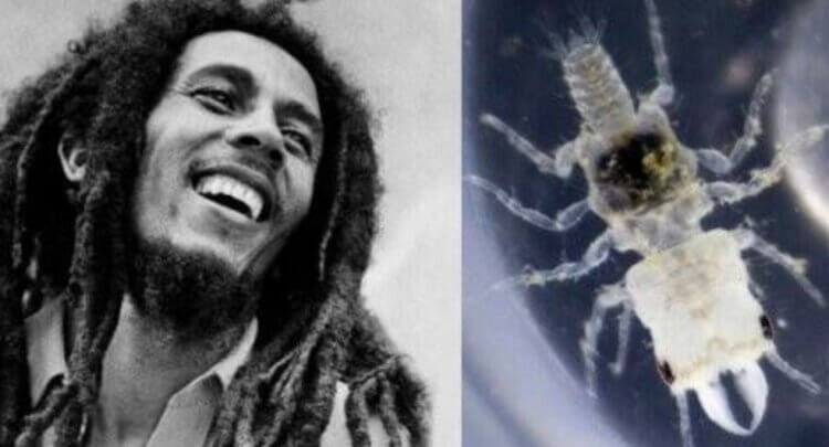Боб Марли и один из представителей вида Gnathia marleyi