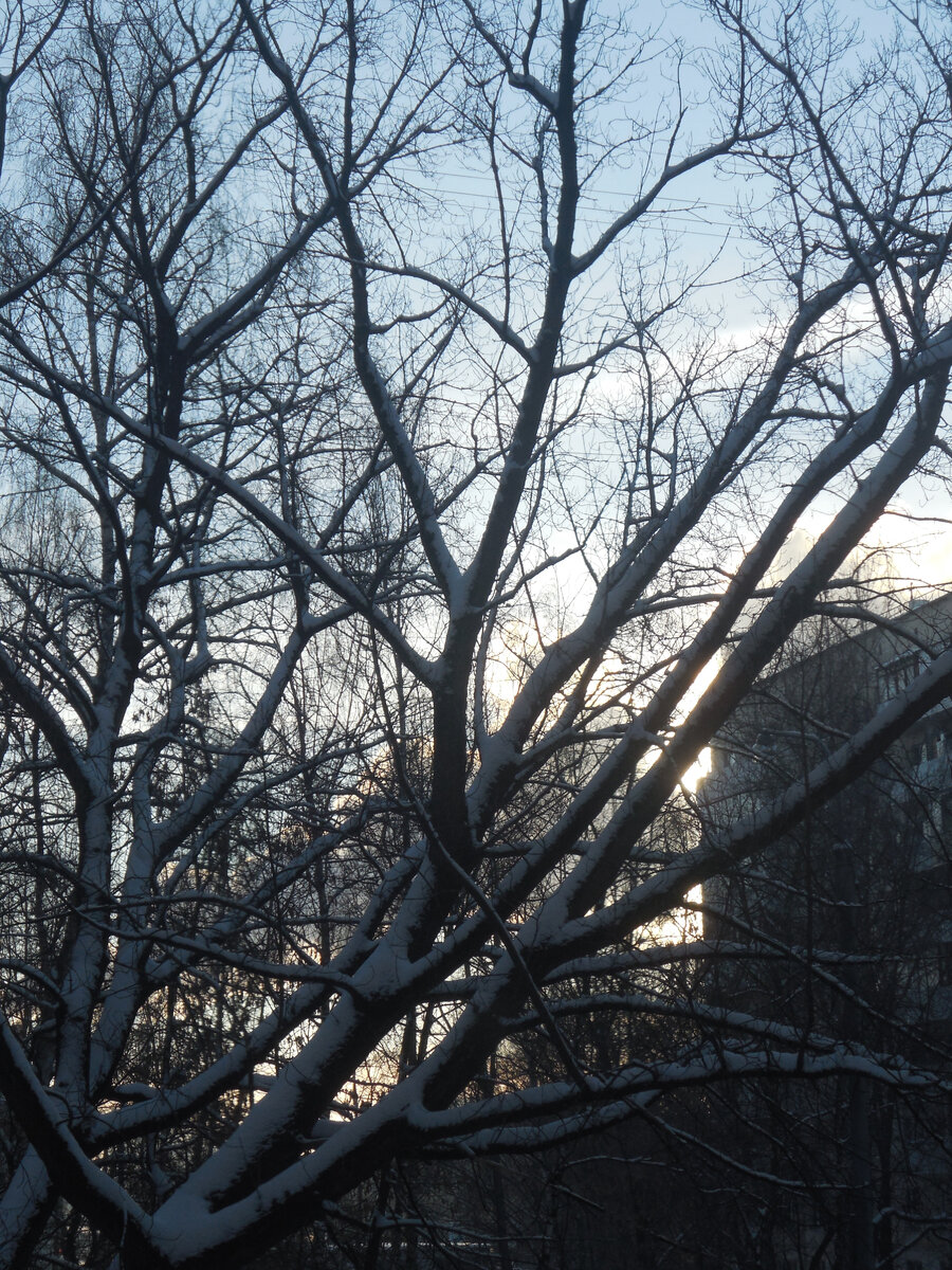 Закат. Наши окна на юг выходят. Высокие деревья у дома напротив сейчас сбросили листья и тень не отбрасывают. Так что днём на подоконниках относительно светло. Если сравнивать с окнами северной ориентации. Почти всем моим комнатных растениям света пока более-менее достаточно. Но, видимо, не всем. Хотя кое-кому теперь и тепла недостаёт...