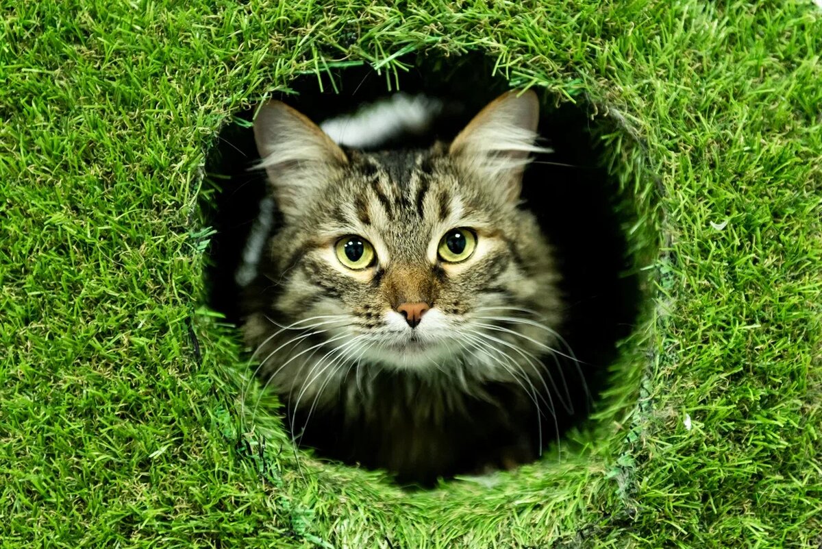 Тилли из FrrFrrHouse