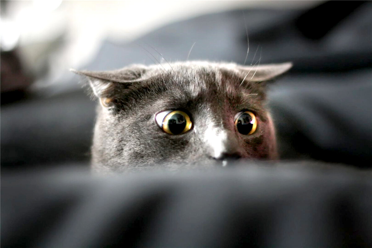 Ошибка 1С «Не найдено ни одного сервера с размещенным сервисом SessionDataService»