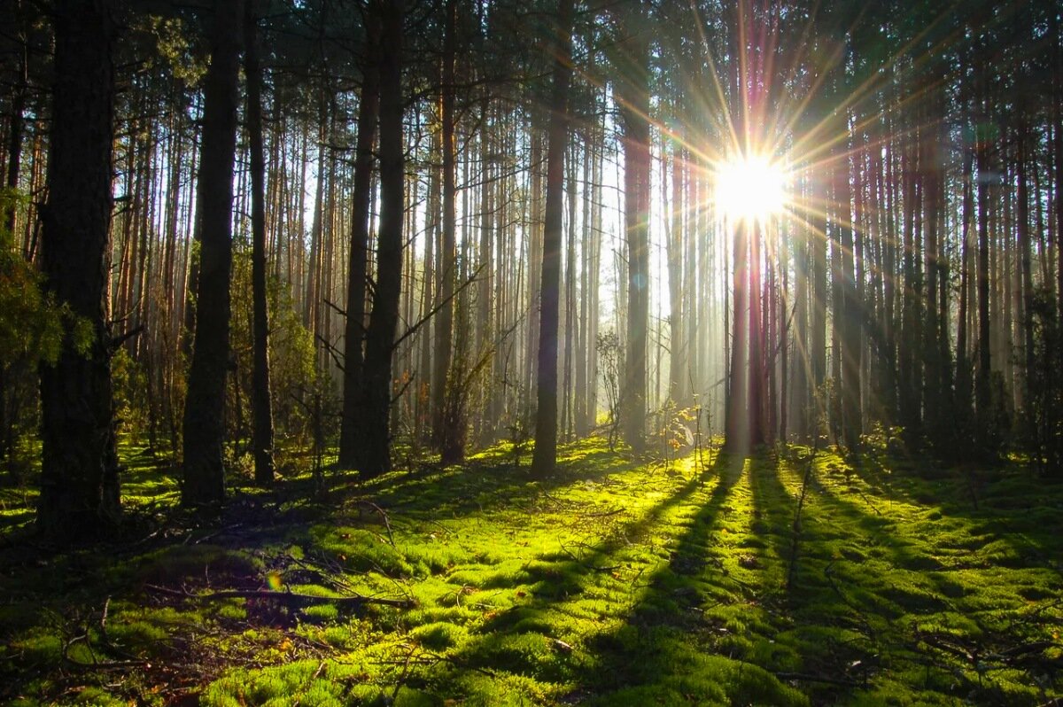 Парк «Беловежская пуща»