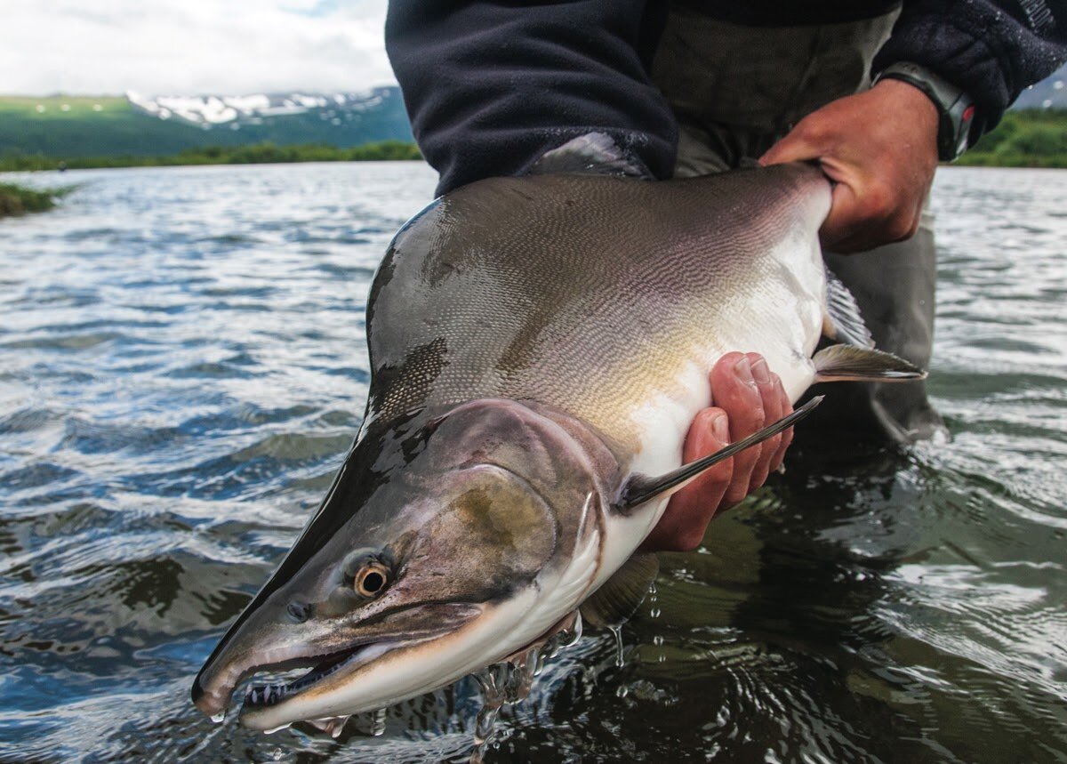 Чем северная горбуша отличается от дальневосточной? | fish2o | производитель премиум лосося | Дзен