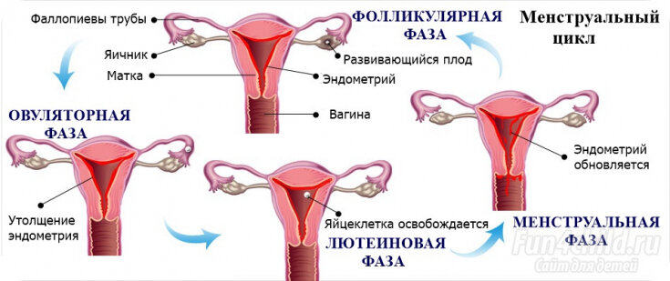 На прием к гинекологу (боли в пояснице при овуляции)