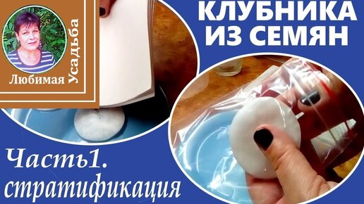 Как вырастить клубнику из семян. Часть2 - Сею семена на рассаду