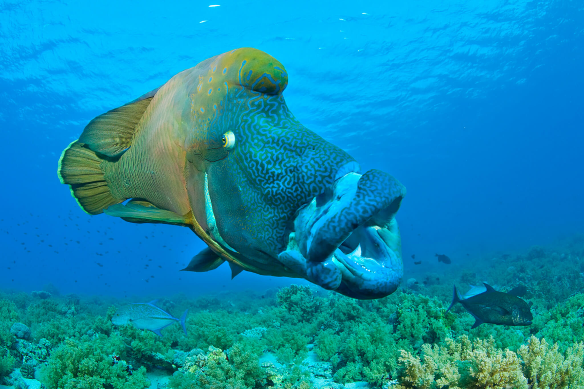 Наполеон, ботокс тебя изменил...