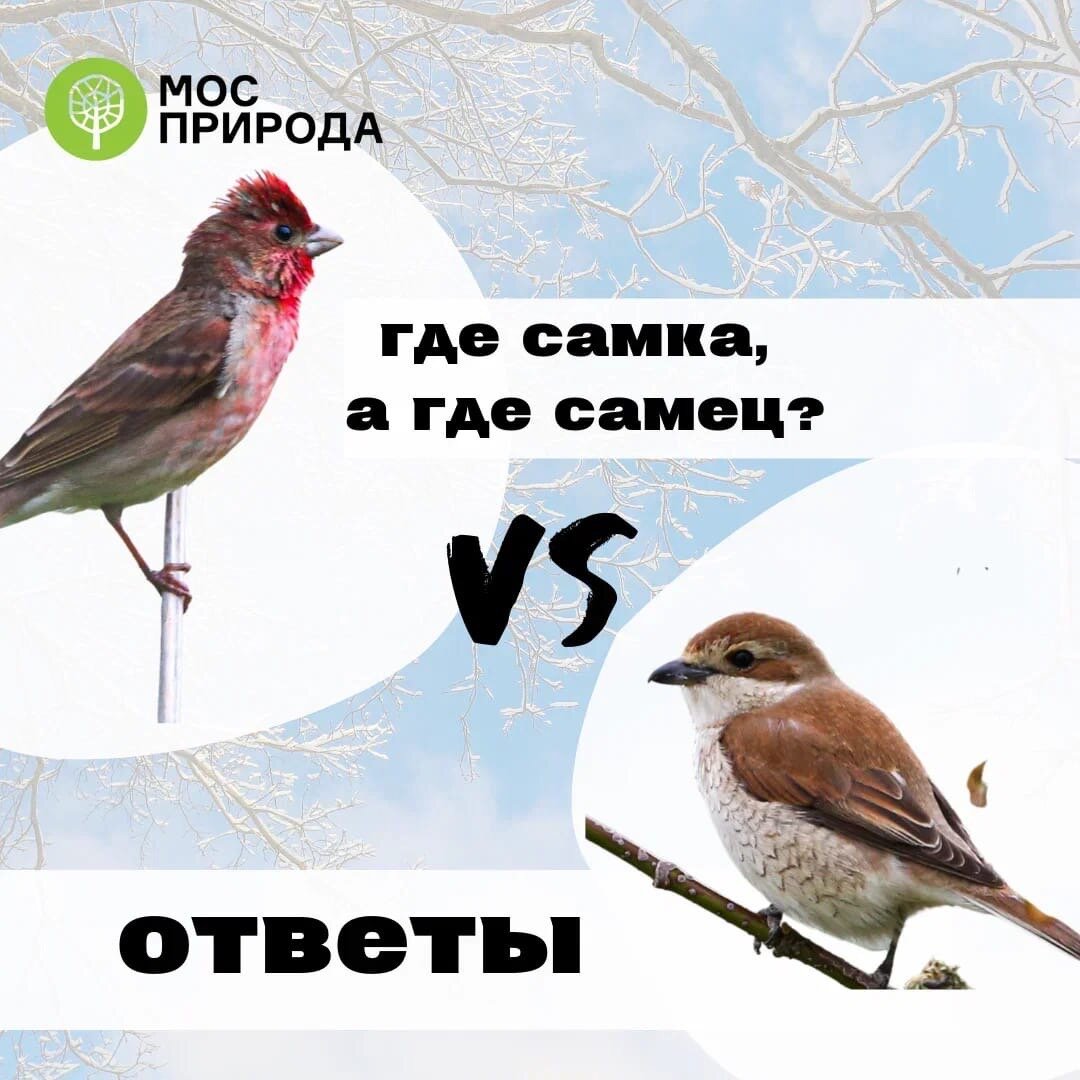 Ответы к игре | Природа Москвы | Дзен