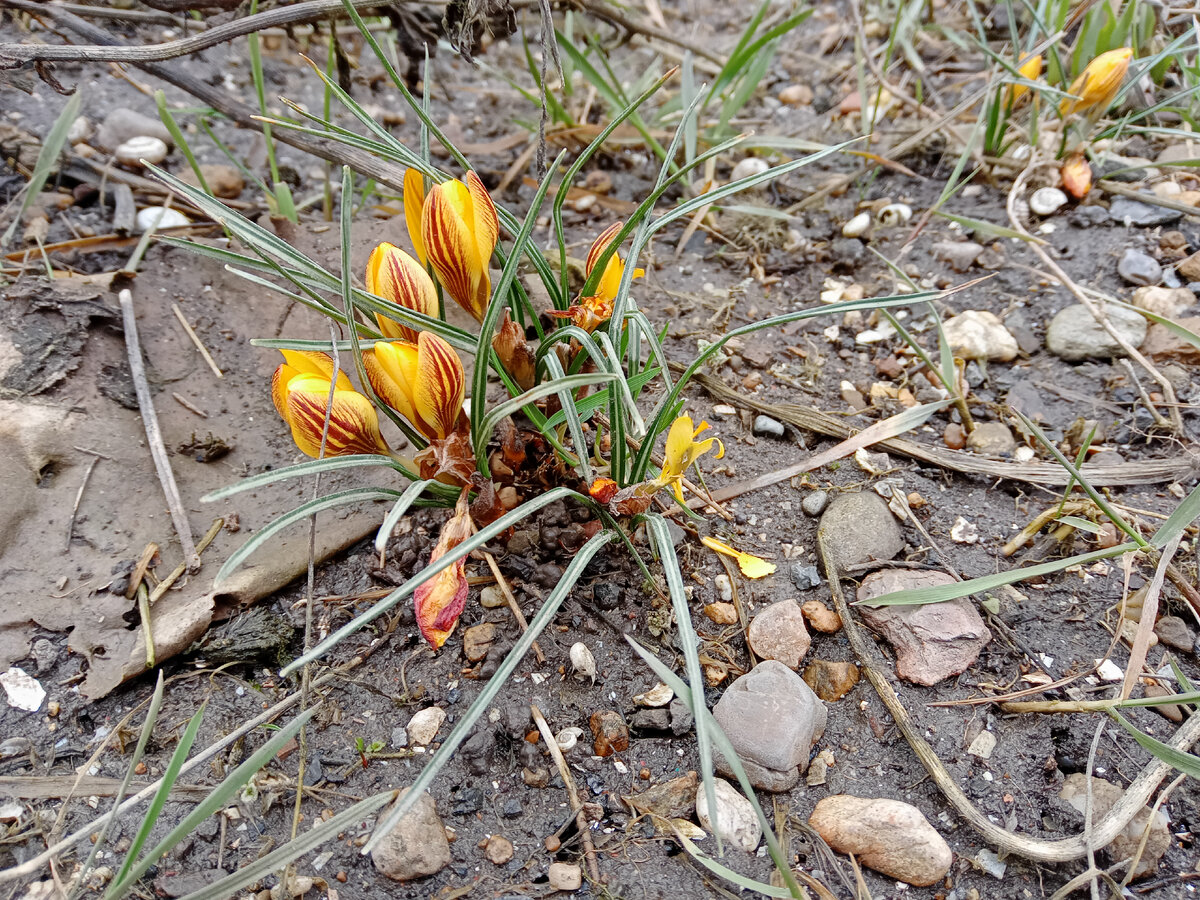 Хоть и холодно и сыро, крокусы цветут. Фото автора.