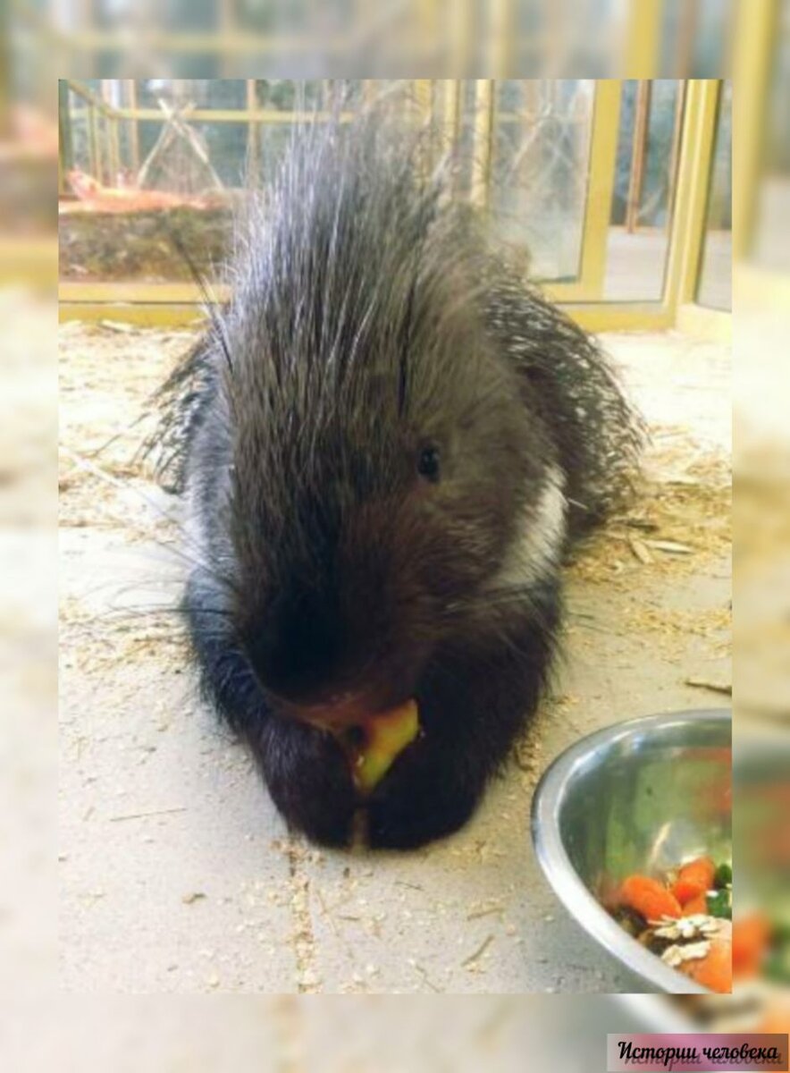 Дикобраз Игорь