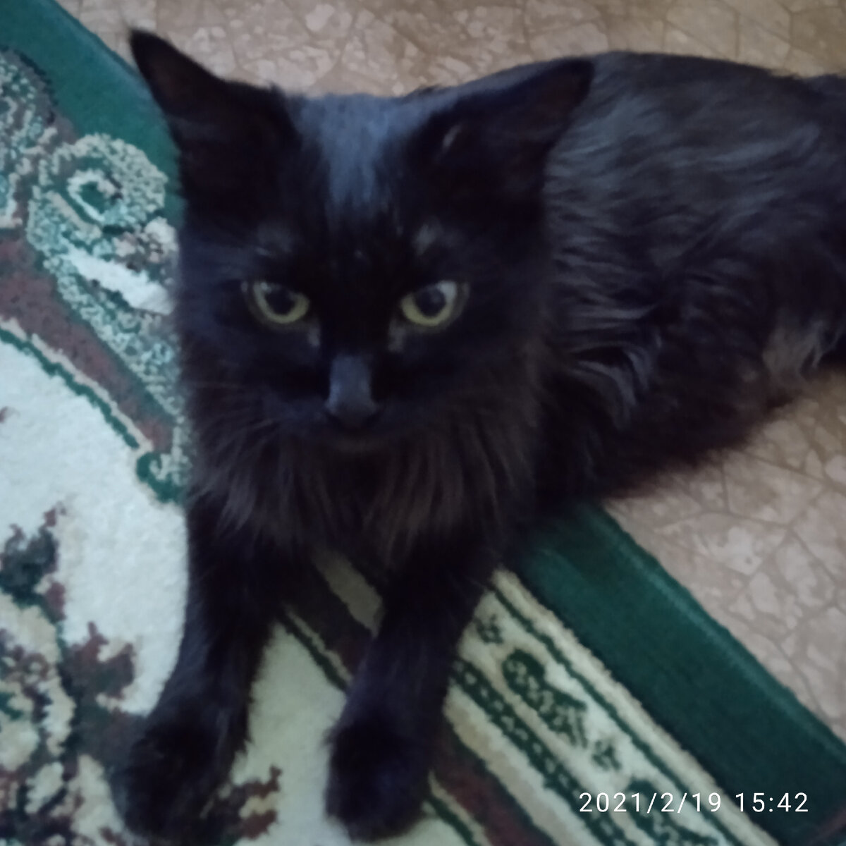 Это Мусика, я её взяла с приюта в 2011году, ей было тогда уже 8 лет. 