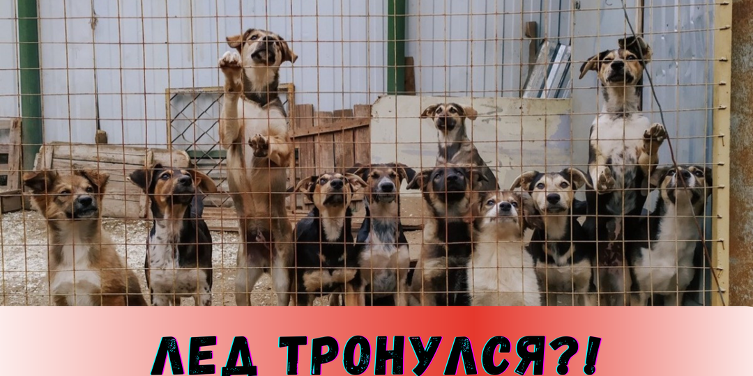 Лед тронулся?!