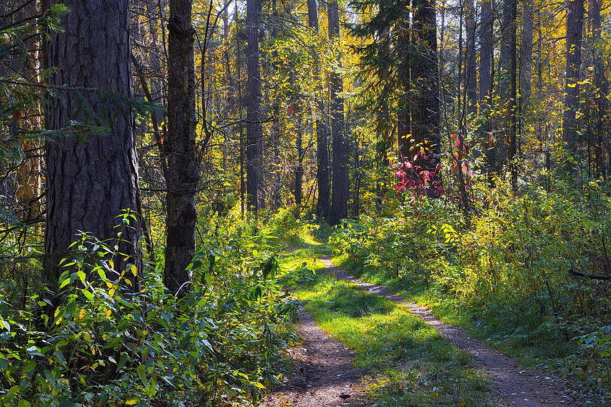 Взято с https://photocentra.ru/work.php?id_photo=615174&id_auth_photo=31379