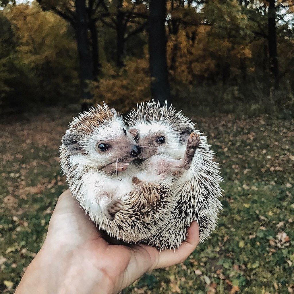 сладкий ежик картинки