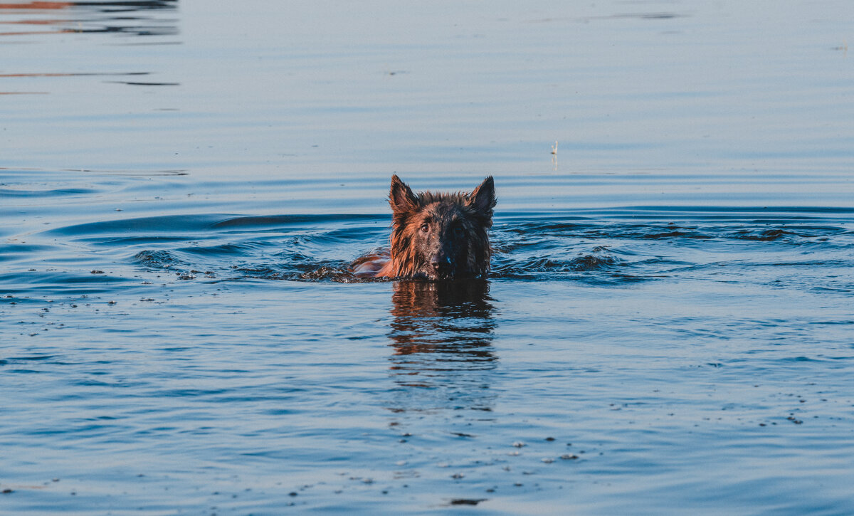 Правильно плавающая собака