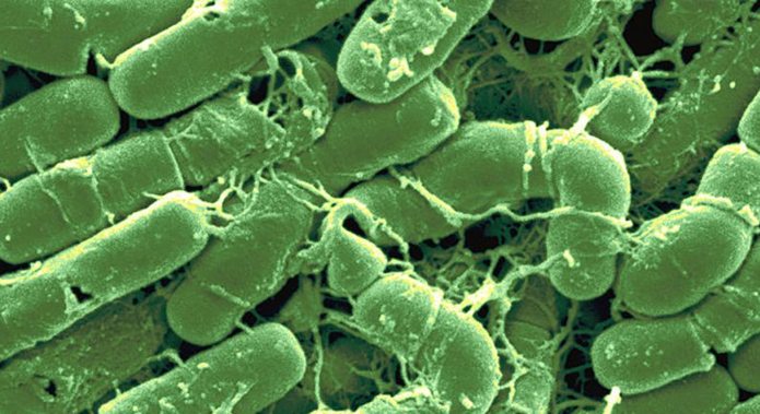 Bacillus thuringiensis (Бациллюс турингиенсис)