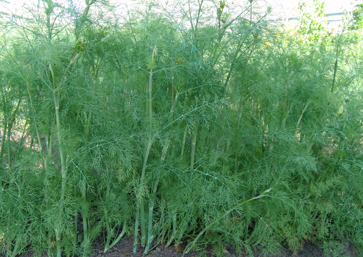 Яндекс Картинки