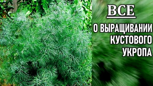 ВСЕ о выращивании кустового укропа Советы из моего личного опыта