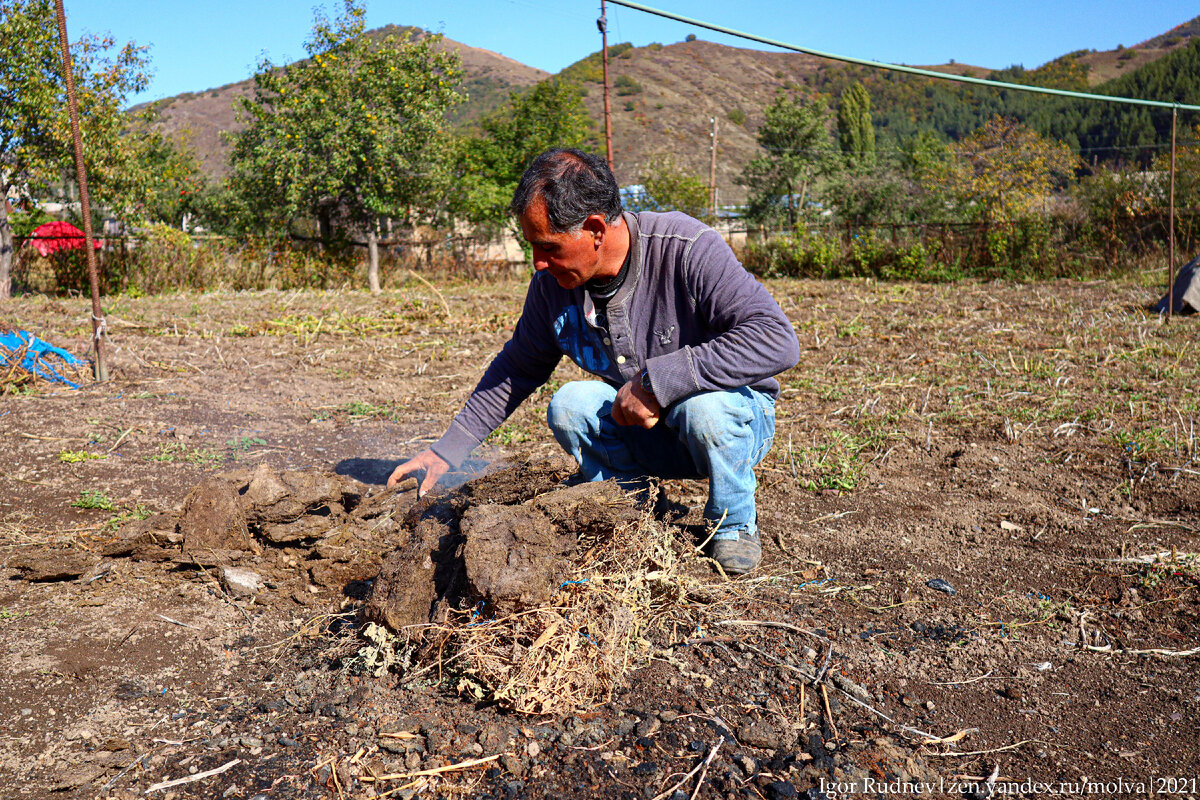 Закладываем картошку в кизяки