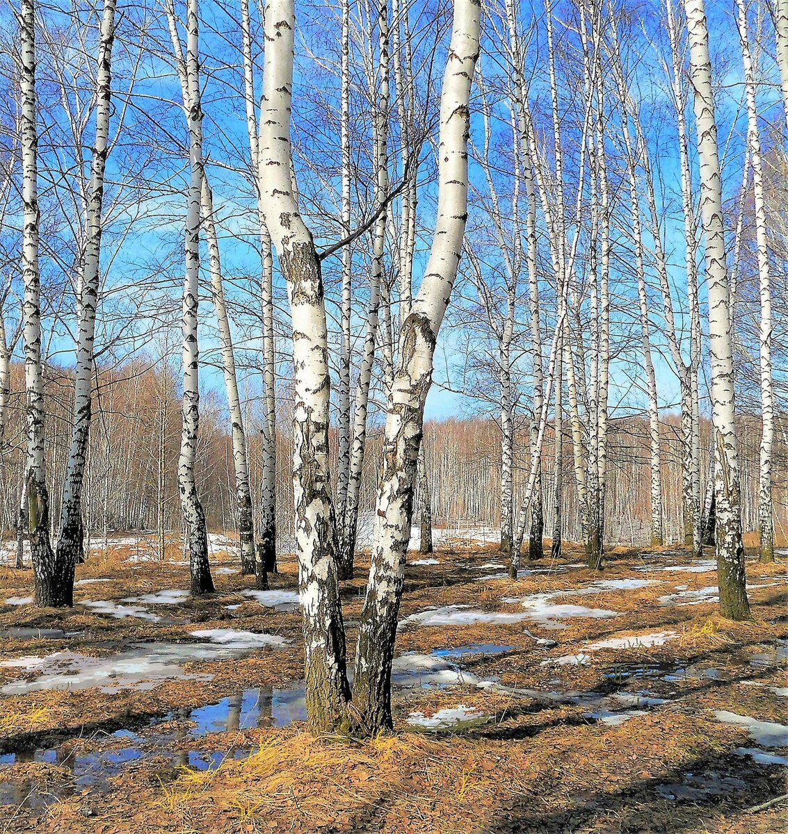 Березовый лес, очень его люблю! Раньше в народе называли "Березовые колки"...