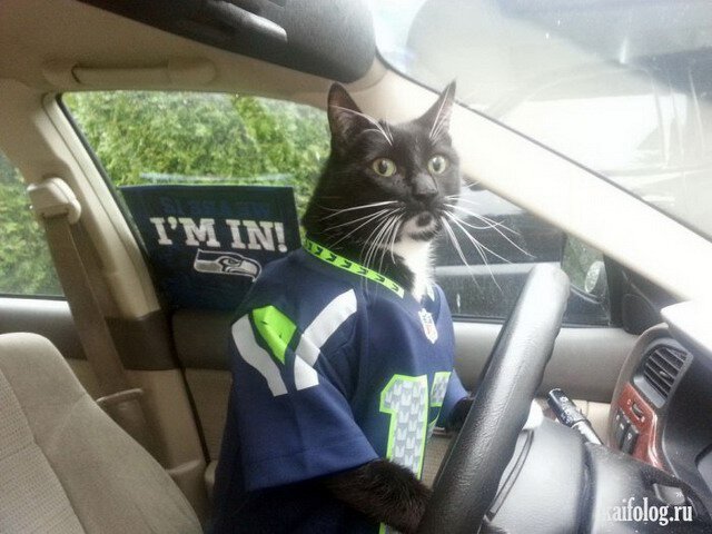 коты и руль совместимы