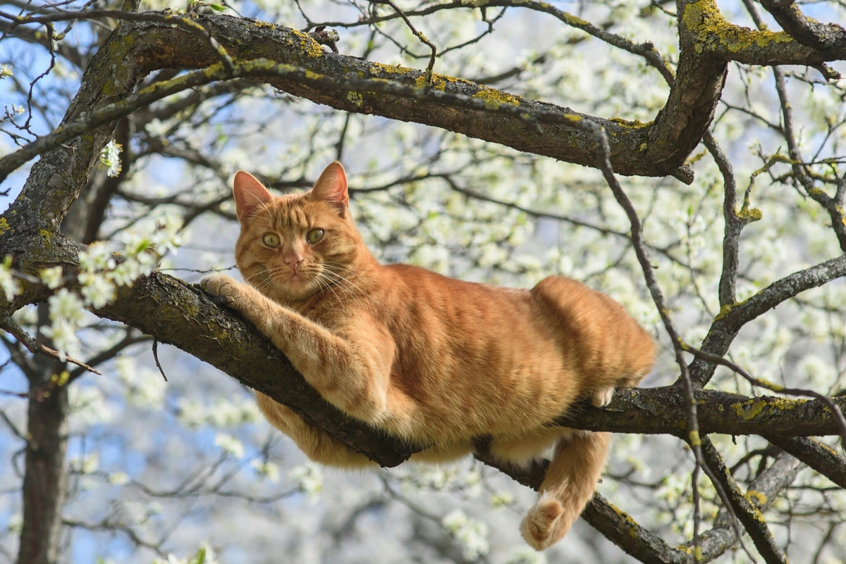 Почему кошка не может спуститься с дерева и как ей помочь