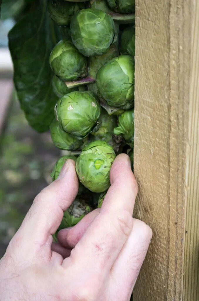 Блюда из брюссельской капусты — 5 рецептов с фото. Как приготовить брюссельскую капусту?