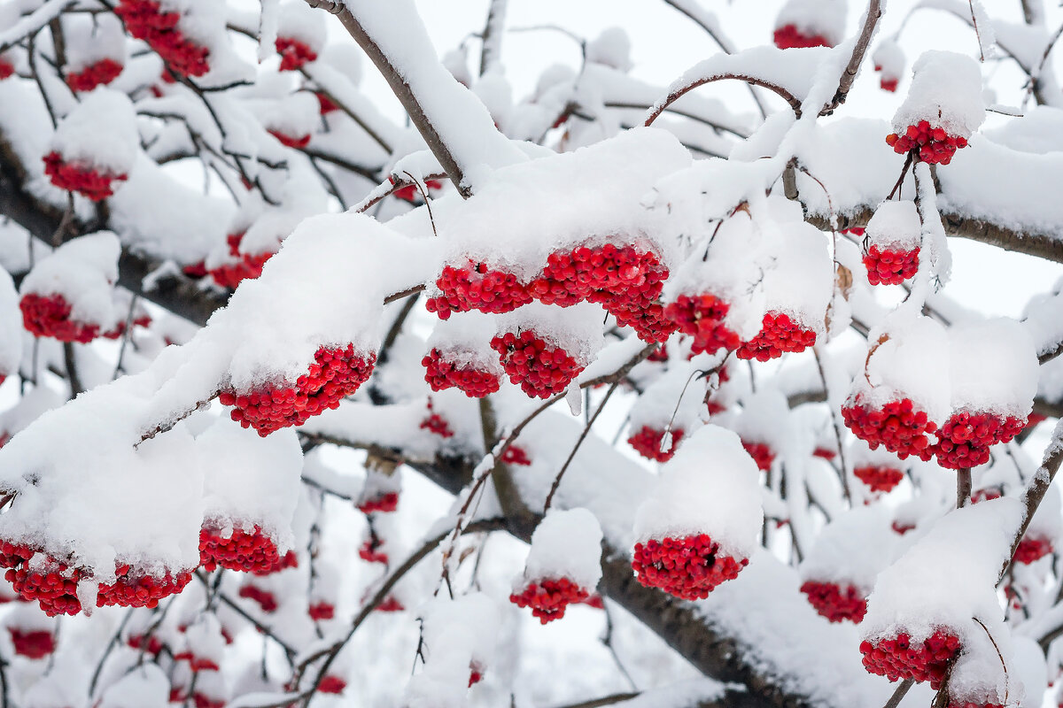 Берёзовая роща парк новосибирск. Аллея берез. Бердск микрорайон 27. Парк березки псков. Березовая 25 бердск.